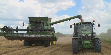 Počela žetva pšenice (Foto: Dnevnik.hr) - 4