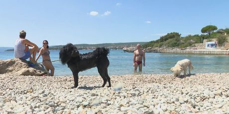 Psi na ljetovanju (Foto: Dnevnik.hr)