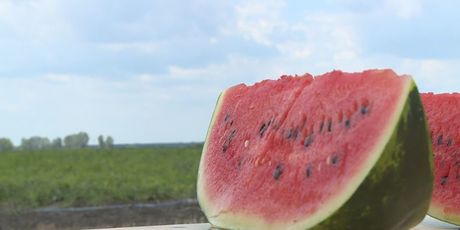 Zašto je uvozna lubenica jeftinija od domaće? (Foto: Dnevnik.hr) - 2