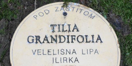 Lipa
