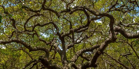 Najveće stablo indijskih oraščića na svijetu, Natal, Brazil - 2