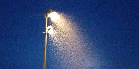 Roj komaraca u Višnjevcu (Foto: Čitatelj)1