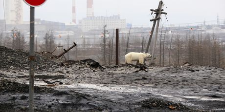 Polarni medvjed luta industrijskim gradom u Rusiji (Foto: AFP) - 1