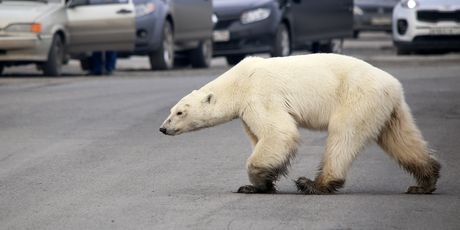 Polarni medvjed luta industrijskim gradom u Rusiji (Foto: AFP) - 2