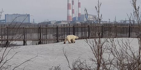 Polarni medvjed luta industrijskim gradom u Rusiji (Foto: AFP) - 3