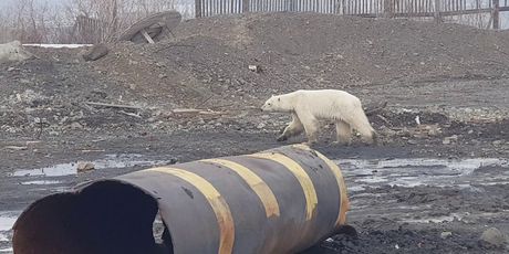 Polarni medvjed luta industrijskim gradom u Rusiji (Foto: AFP) - 4