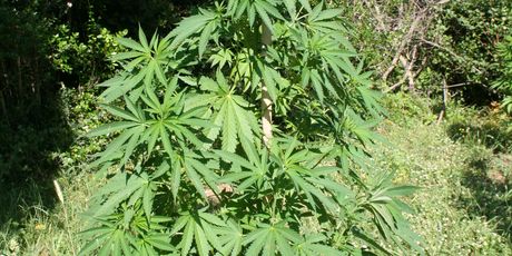 Pronađene stabljike marihuane u Istri (Foto: PU istarska) - 3