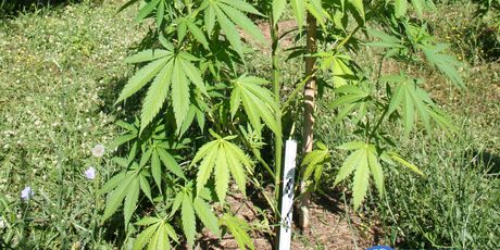 Pronađene stabljike marihuane u Istri (Foto: PU istarska) - 4