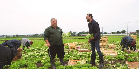 Zlatko Zagorec i David Skoko u berbi salate