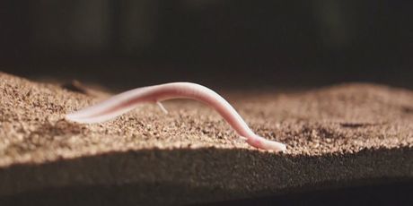 Čovječja ribica u Parku Postojnska jama - 2