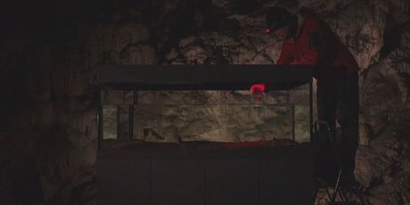 Čovječja ribica u Parku Postojnska jama - 3