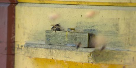 Međimurske pčele - 1