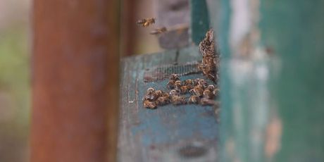 Međimurske pčele - 4