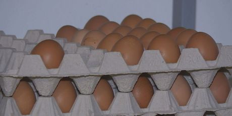 Domaća jaja
