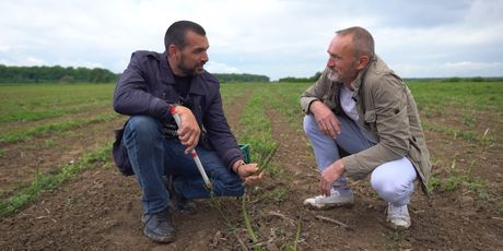 David Skoko i Branko Horvat na polju šparoga u Andrijaševcima