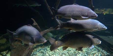 U Aquatici možete vidjeti oko sto vrsta riba