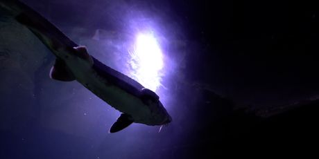 Jesetra u Aquatici