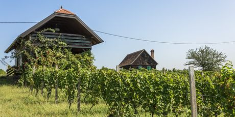 Vinarija Puhelek, Zelniska cesta