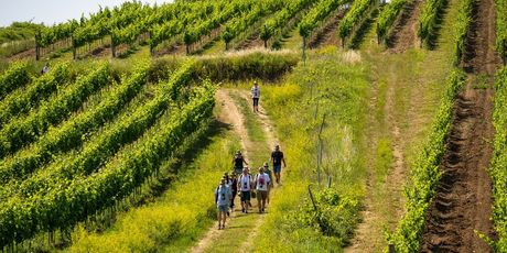 Viva Vino Vižinada - 8