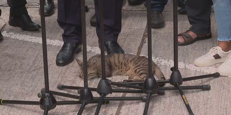 Mačka spava pred Plenkovićem