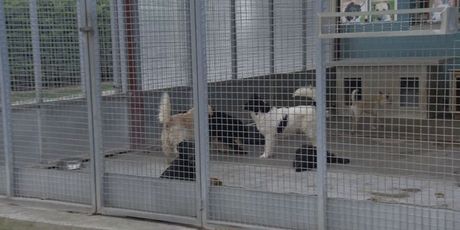 Psi u azilu Dumovec, ilustracija - 2
