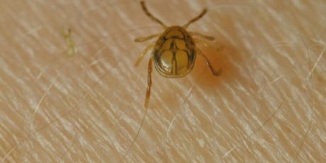 Krpelj, ilustracija - 2