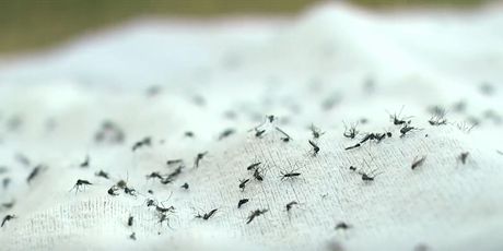 Suzbijanje komaraca biotehnologijom - 1