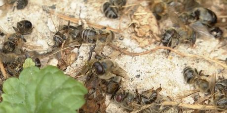 Pomor pčela zbog tretiranja komaraca - 3