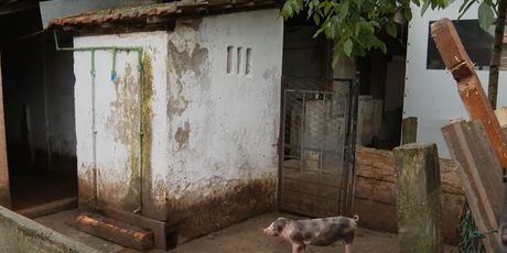 Novi slučajevi afričke svinjske kuge - 2