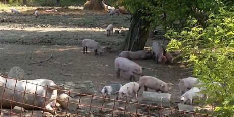 Novi slučajevi afričke svinjske kuge - 3