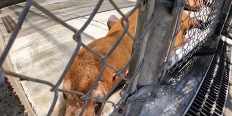 Morske alge prijetnja dupinima - 1