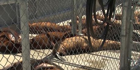 Morske alge prijetnja dupinima - 4