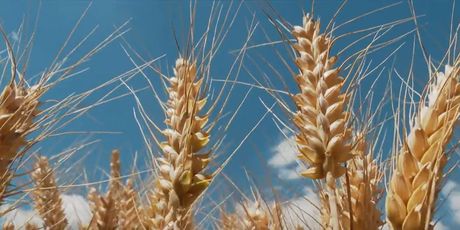 Žetva ječma i pšenice - 2