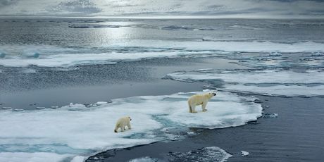 Polarni medvjedi žive na Arktiku