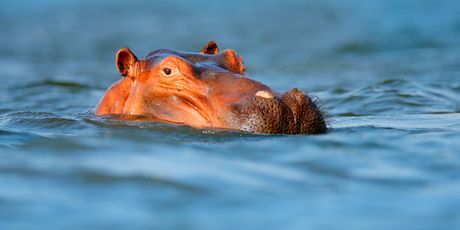 Mana Pools - 2