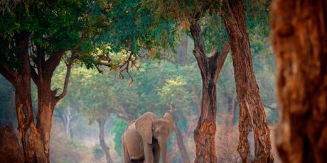 Mana Pools - 3