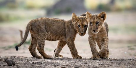 Mana Pools - 4