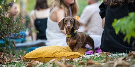 Mali piknik - 9