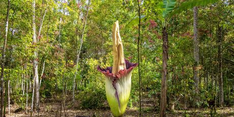 Amorphophallus titanum