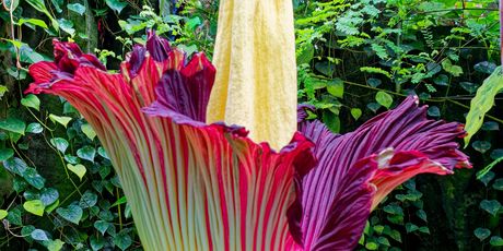 Amorphophallus titanum ima monumentalni cvat koji ispušta miris truleži