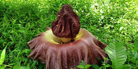 Amorphophallus titanum raste u Indoneziji