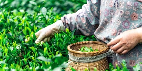 Longjing - 1