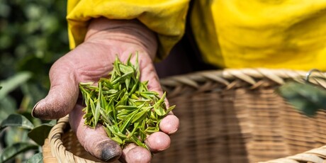 Longjing - 2