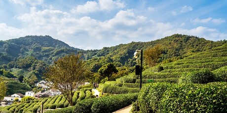 Longjing - 3