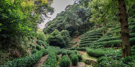 Longjing - 4
