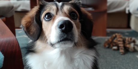 Samsung Galaxy A8(2018) (Foto: ZIMO)