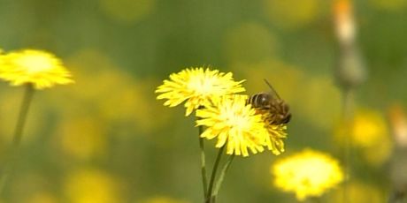 Proljetni umor i alergije (Foto: Dnevnik.hr) - 2