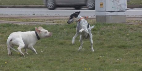Trovanje pasa u Osijeku (Foto: Dnevnik.hr) - 1
