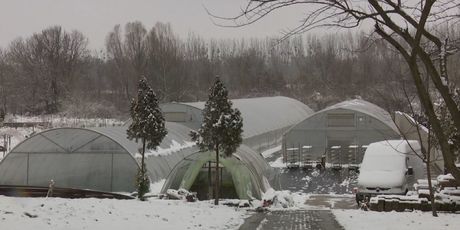 Zima na početku proljeća donijela štete (Foto: Dnevnik.hr) - 1