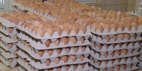 Više domaćih a manje uvoznih jaja (Foto: Dnevnik.hr) - 2